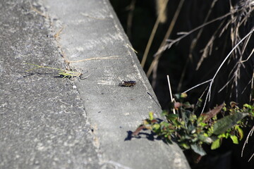 道路の端のコオロギ