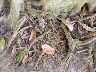 mushrooms on the ground