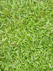 green grass background