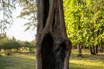 Fototapeta premium A majestic tree with a hollow trunk in a vibrant forest during a serene afternoon