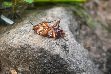 Dead cockroach upside down on a mountain rock.