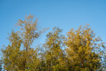 Tall green trees reaching towards a bright blue sky on a sunny day, showcasing nature’s lush foliage and a peaceful, clear atmosphere. Ideal for backgrounds or nature themes.