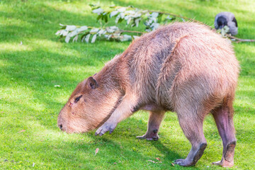 A large capybara walks on the green grass in the park
