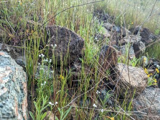 rocks in tall grass