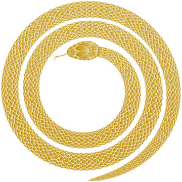 Golden snake coiled in a circle