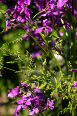 Sun shining on lunaria annua flowers and green plants on a spring day in a garden in Potzbach, Germany.