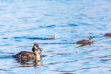 The waterfowl bird, great crested grebe with chick, swimming in the lake.