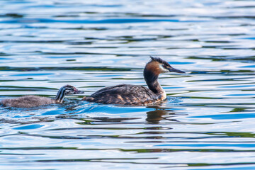 The waterfowl bird, great crested grebe with chick, swimming in the lake.