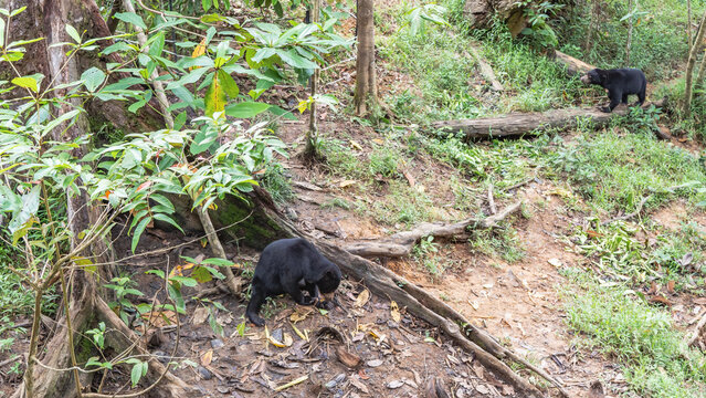 Biruangs feed in the Bornean Sun Bear Conservation Centre. Endemic animals with black fur and orange muzzles walk and eat fruits.  Green grass on the ground, tree roots. Malaysia. Borneo. Sandakan.