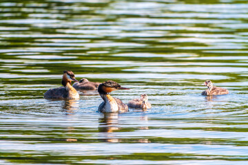 The waterfowl bird, great crested grebe with chick, swimming in the lake.