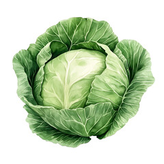 Fototapeta premium Watercolor Cabbage Illustration - PNG Transparent Background, Fresh Green Cabbage Painting for Design Projects, Organic Food Art