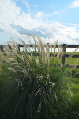 Tall Maiden Grass with wooden fence in background and Blue Sky with Clouds