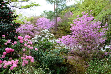 cherry flowers in the garden
