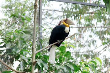 Black Hornbill With Colorful Head Stand on Branch Against Nature Background
