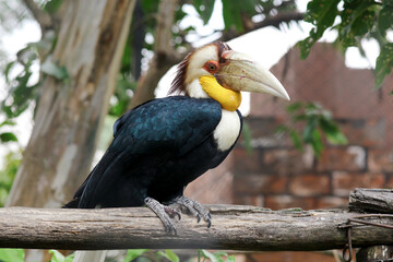 Black Hornbill With Colorful Head Stand on Branch Against Nature Background