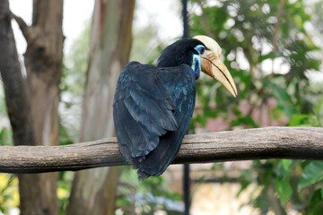 Black Hornbill With White Beak And blue Neck Stand on Branch Against Forest Background