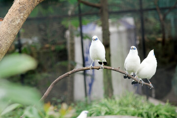 Group of Bali Myna a Beautiful White Bird With Blue Around the Eyes, Stand on Branch At The Zoo