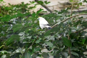Bali Myna a Beautiful White Bird With Blue Around the Eyes, Stand on Branch Against Nature Background