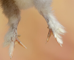 One of the characteristics of Brahma chickens, the legs and toes have dense feathers. This animal...