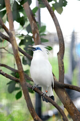 Bali Myna a Beautiful White Bird With Blue Around the Eyes, Stand on Branch Against Nature Background