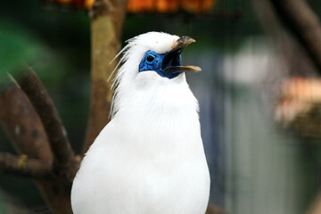 Close up of Bali Myna a White Bird With Blue Around the Eyes Stand on Branch While Whistling Open Mouth Against Nature Background