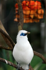 Bali Myna a Beautiful White Bird With Blue Around the Eyes, Stand on Branch Against Nature Background