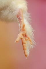 One of the characteristics of Brahma chickens, the legs and toes have dense feathers. This animal...