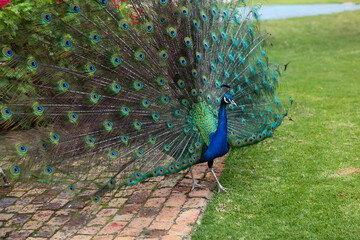 Obraz premium Real peacock standing on the ground with its feathers spread open.