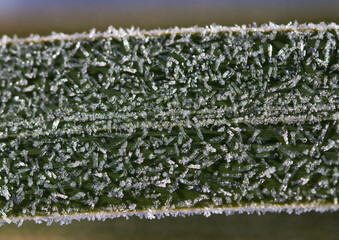 Crystallized frost on a green iris leaf. Macro. Ice crystals close up. Cold day.