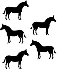vector, isolated silhouette of a donkey, collection