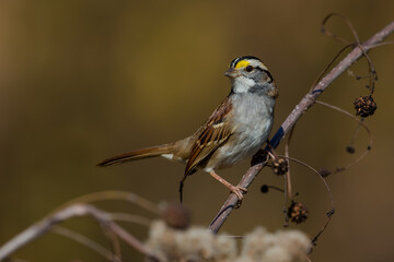 White-throated Sparrow