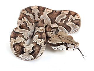 brown and beige Gaboon viper snake with intricate pattern