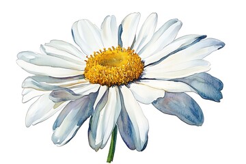 Watercolor Daisy Flower