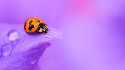 Ladybug on Purple Flower with Water Droplets - Macro Photography