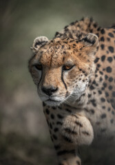 portrait of a cheetah