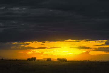 sunset over the field