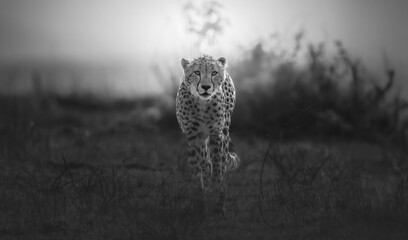 Cheetah Walking
