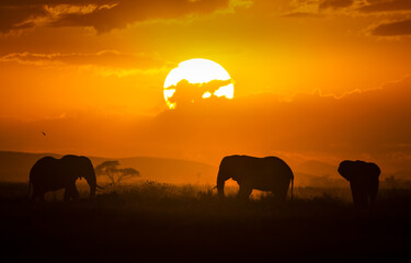 elephants in the sunset