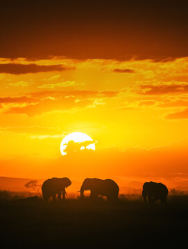 Fototapeta elephants at sunset