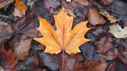 8. A delicate leaf lying on a bed of fallen leaves, with soft focus on the surroundings