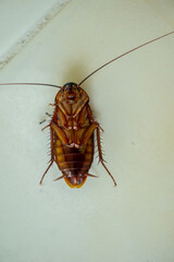 cockroach on the floor upside down