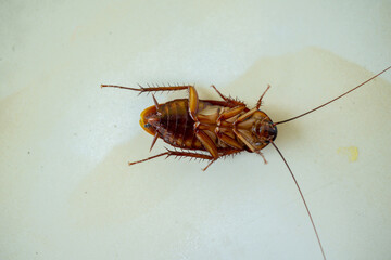 cockroach on the floor upside down