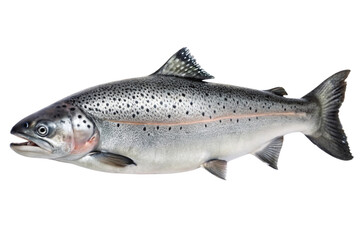 Naklejka premium A side view of a silver salmon, covered in small dark spots and featuring a streamlined, smooth body, emphasizing its fresh, healthy appearance, set against a transparent background