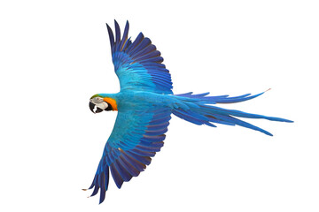Colorful flying Blue and Gold Macaw parrot isolated on transparent background png file