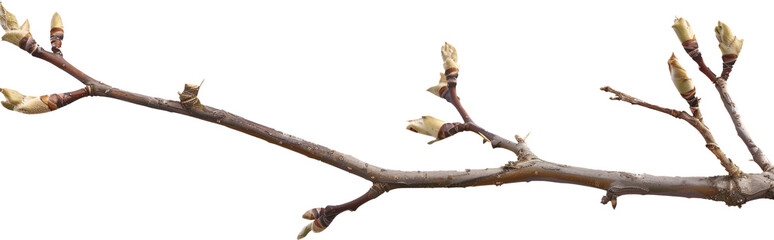 Branch with buds
