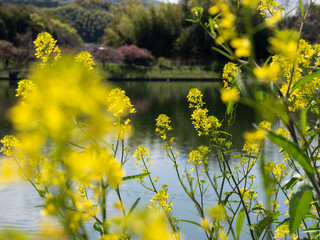 菜の花が咲く水辺