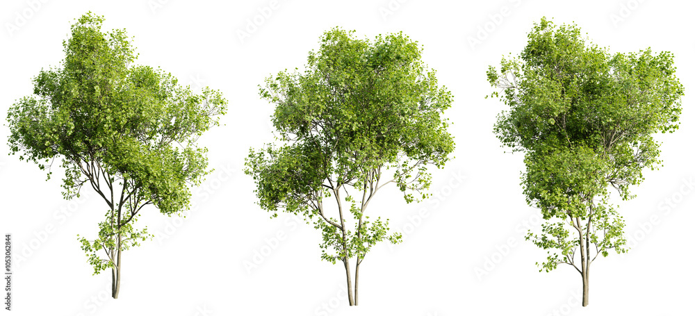 Poster real tree acer saccharinum summer on transparent background.3d rendering