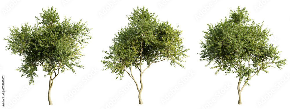Poster eucalyptus tree on transparent background.3d rendering