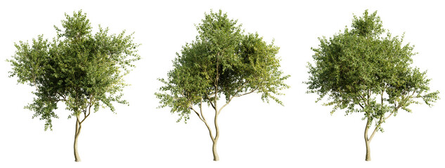 Fototapeta premium Eucalyptus Tree on transparent background.3d rendering