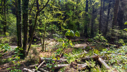 A gap in the forest. Cut down tree trunks sit on the forest floor covered in plant growth. 